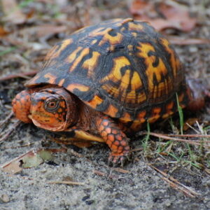 Eastern Box Turtle for Sale