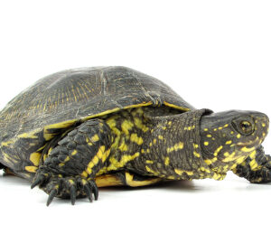 European Pond Turtle for Sale