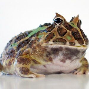 Fantasy Pacman Frog for Sale
