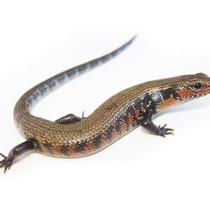 Fire Skink for Sale
