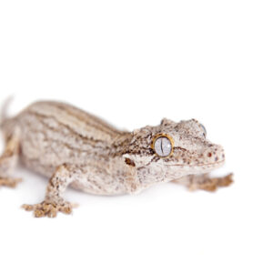 Gargoyle Gecko for Sale
