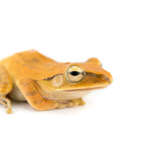 Golden Tree Frog for Sale