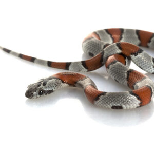 Gray Banded King Snake for Sale