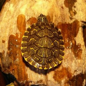 Hieroglyphic River Cooter Turtle for Sale