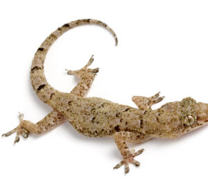 House Gecko for Sale