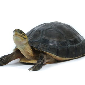 Indonesian Box Turtle for Sale