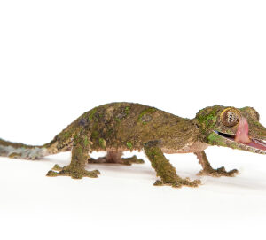 Mossy Leaf Tailed Gecko for Sale