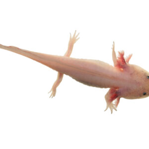 Leucistic Axolotl for Sale