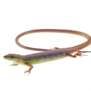 Long Tailed Grass Lizard for Sale