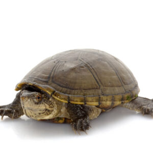 Mississippi Mud Turtle for Sale