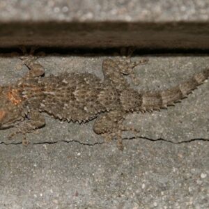 Moorish Gecko for Sale
