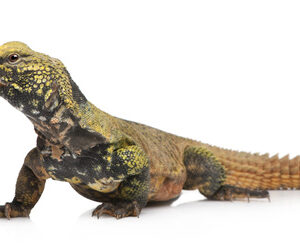 Moroccan Uromastyx for Sale