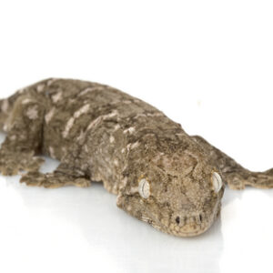 New Caledonian Gecko for Sale
