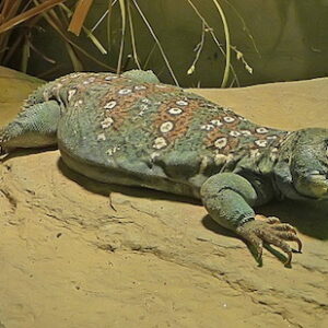 Ocellated Uromastyx for Sale