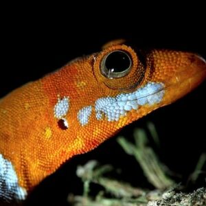 Orange Headed Gecko for Sale