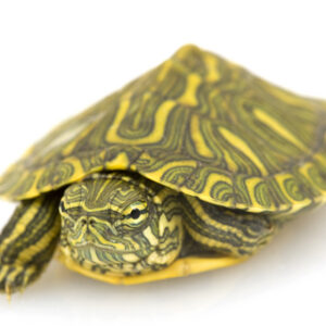 Rio Grande Slider Turtle for Sale