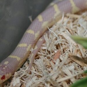 Ruby Eye Lavender King Snake for Sale