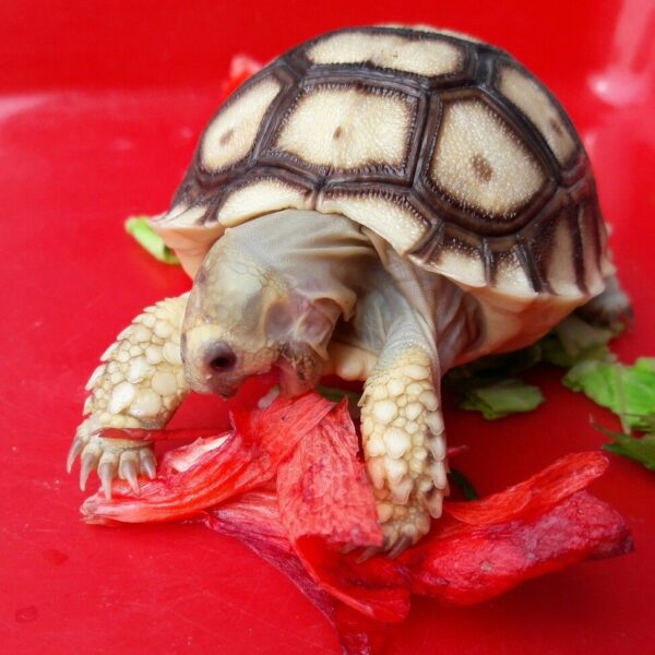 Russian Tortoise for sale
