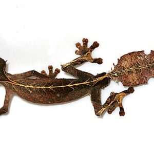 Satanic Leaf Tailed Gecko for Sale