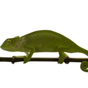 Senegal Chameleon for Sale