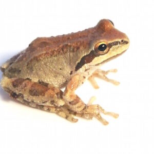 Sierran Tree Frog for Sale