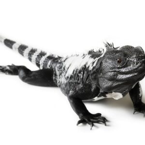Spiny Tailed Iguana for Sale