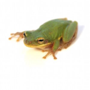 Squirrel Tree Frog for Sale