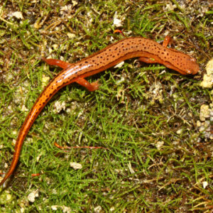 Southern Two-lined Salamander for Sale