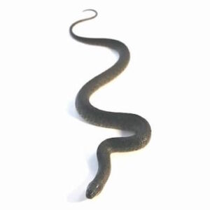 Water Snake for Sale