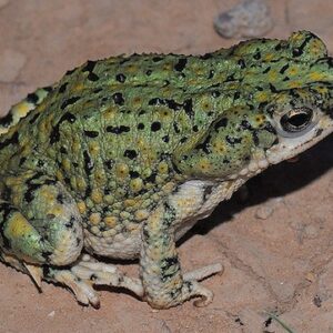 Western Green Toad for Sale