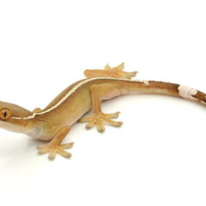 White Lined Gecko for Sale