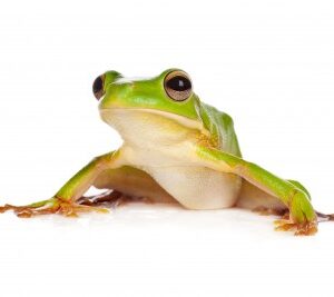 White Lipped Tree Frog for Sale