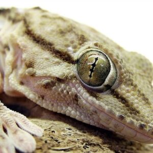 White Spotted Gecko for Sale