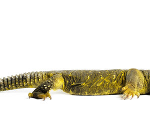 Yellow Niger Uromastyx for Sale