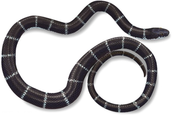 African Garter Snake For Sale