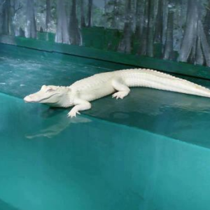Albino Alligator for Sale
