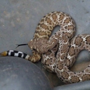 Arizona Blacktail Rattlesnake For Sale