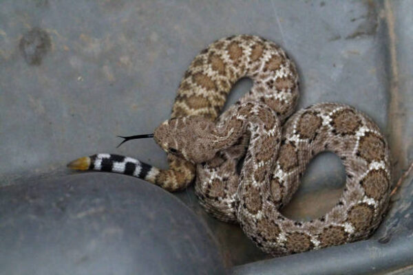 Arizona Blacktail Rattlesnake For Sale