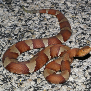 Broad Banded Copperhead Snake For Sale