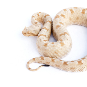 Field’s Horned Viper For Sale