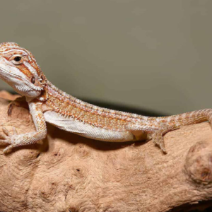 Ginger Striped Bearded Dragon For Sale