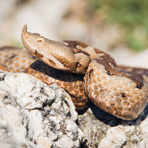 Horned Pit Viper Pair For Sale