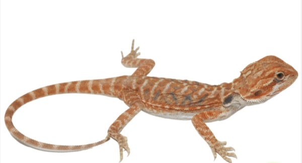 Hypo Flame Bearded Dragon For Sale