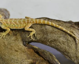 Hypo Leatherback Dunner Bearded Dragon For Sale