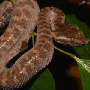 Javan Flat Nose Pit Viper Snake For Sale
