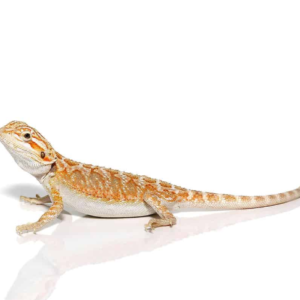 Juvenile Hypo Inferno Bearded Dragon For Sale