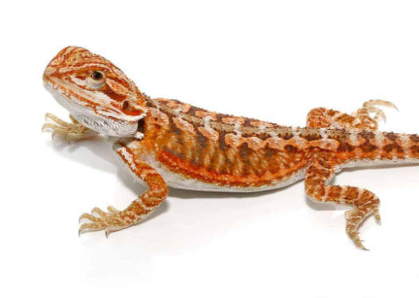 Lava Flame Bearded Dragon For Sale