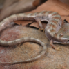 Madrean Alligator Lizard For Sale