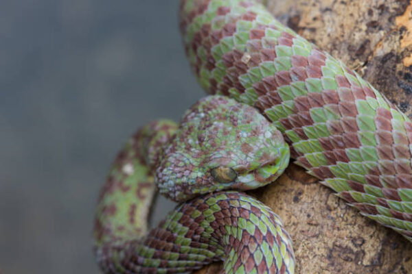 Red And Green Patternless Squamigera Bush Viper For Sale