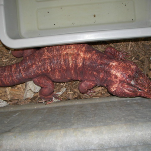 Red Tegu for Sale